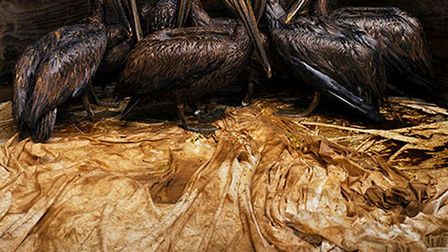 Wystawy Wildlife Photographer of the Year 2011 od jutra w Polsce 1