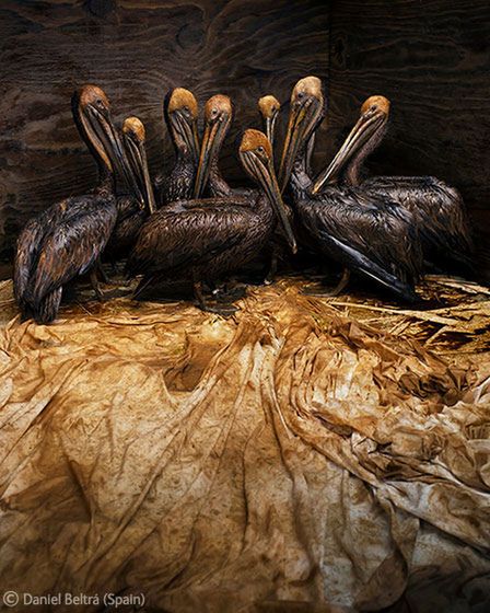 Wystawy Wildlife Photographer of the Year 2011 od jutra w Polsce