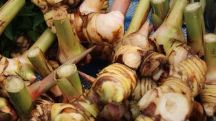 To nie imbir, ani kurkuma. W Polsce wciąż mało znany, a bardzo zdrowy, więc kupuj bez wahania