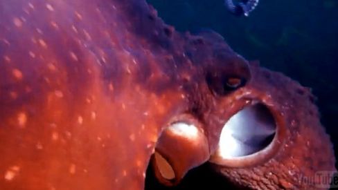 Ośmiornica ukradła nurkowi kamerę i spokojnie odpłynęła (wideo) 1