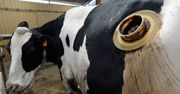 Krowy z 15-centymetrowymi dziurami w brzuchu. Po co ten okrutny zabieg?