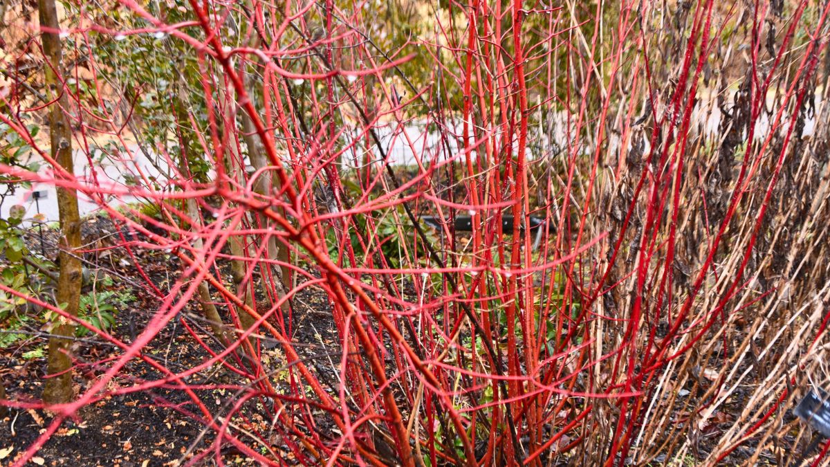 Czerwone pędy derenia białego