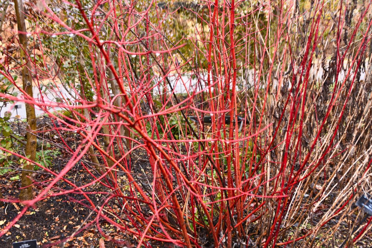 Ten żelazny krzew ozdobi ogród zimą. Jego czerwone pędy zachwycą gości