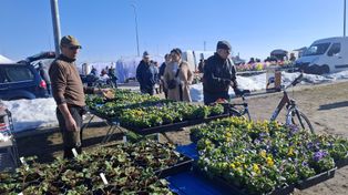 Golub-Dobrzyń: Tłumy na targowisku przy ul. Sokołowskiej