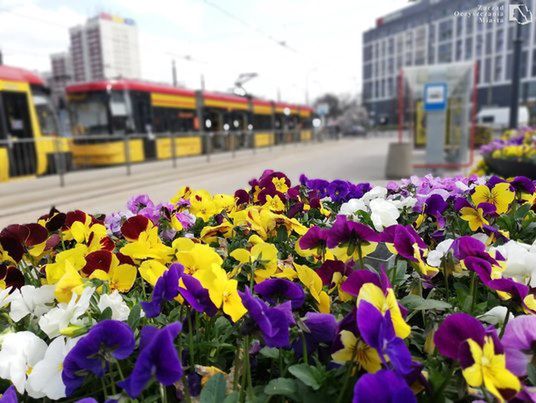 Warszawa. Moda na bratki. Następne sadzonki do adopcji