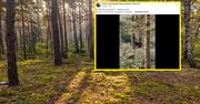 Ręka mu nie drgnęła. Nagrał bliskie spotkanie z niedźwiedziem