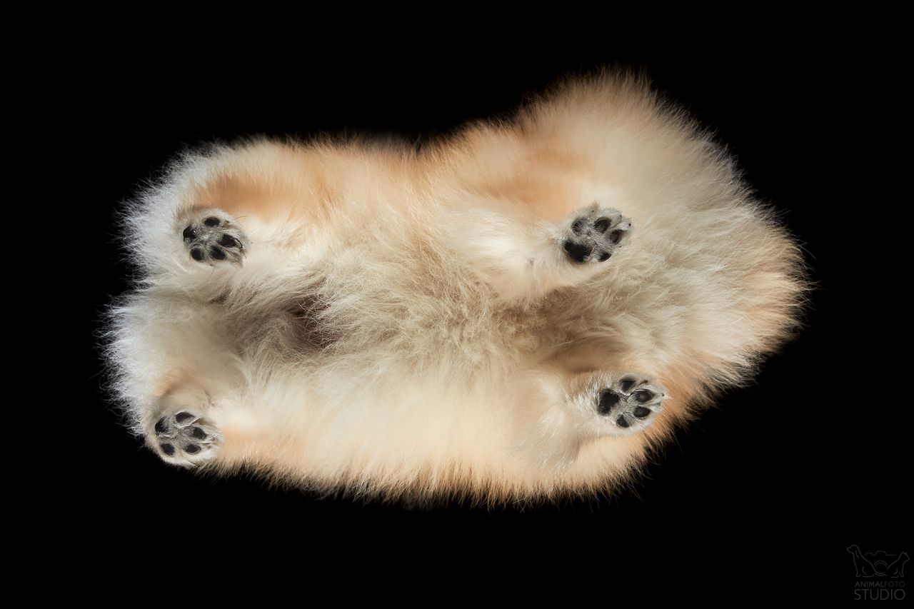 Kamil Czyżewski pokazuje "psie podwozia" w zabawnym projekcie fotograficznym