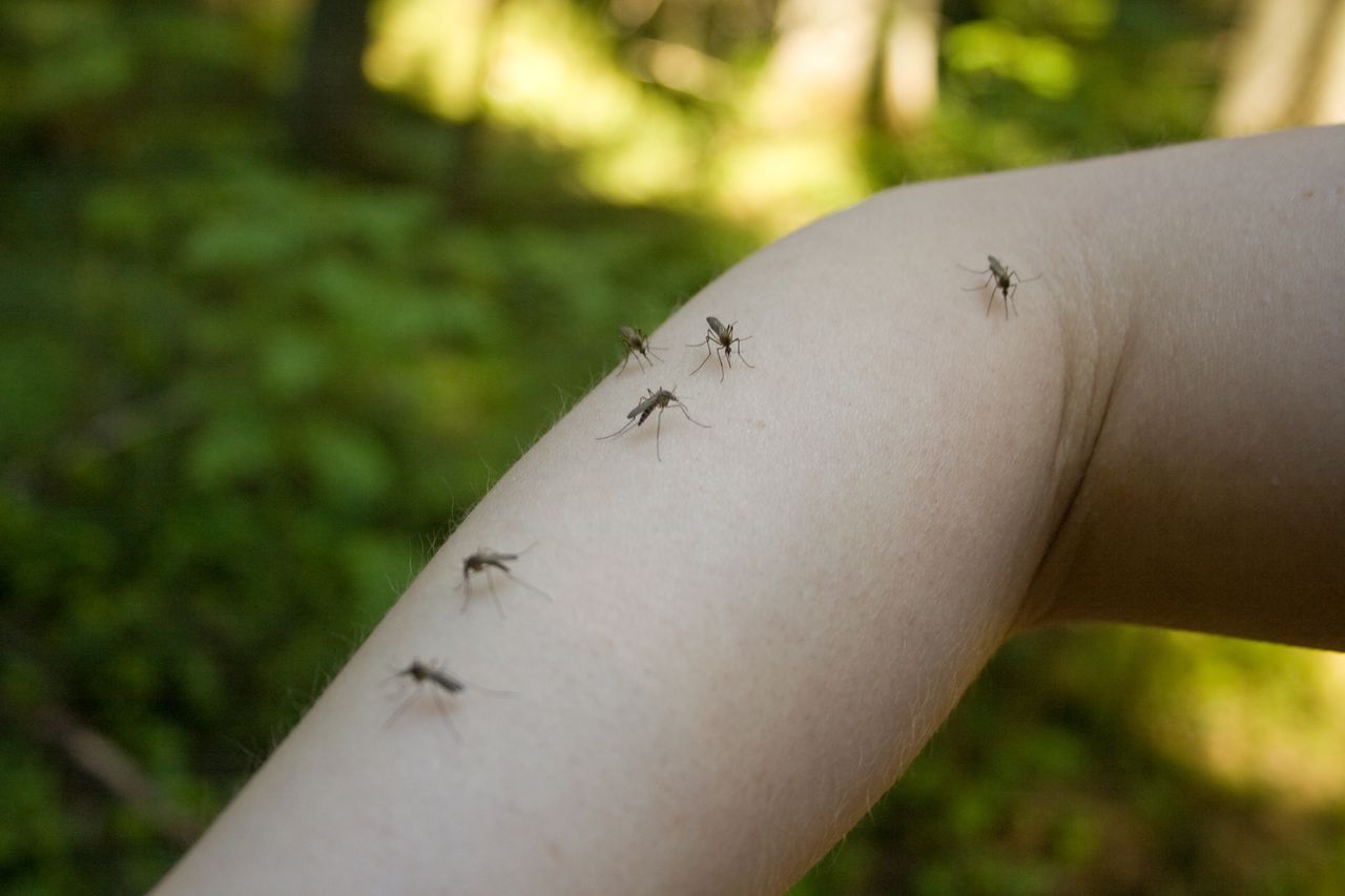 Posadź już teraz, aby latem nie męczyć się z komarami - zdjęcie ilustracyjne