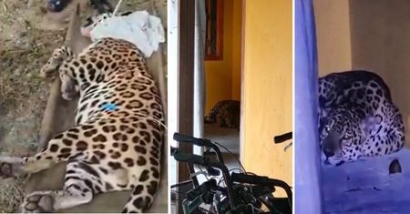 Obława na uniwersytecie. Do kampusu wdarł się jaguar