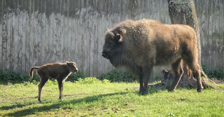 Leśnicy nie mogą się doczekać. Przeżywają zmiany w warszawskim zoo
