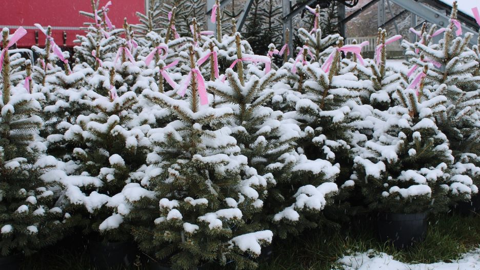 Jeśli nie ma możliwości samodzielnego i bezpiecznego transportu choinki, lepiej zakupić ją w miejscu, gdzie oferują dowóz do domu.