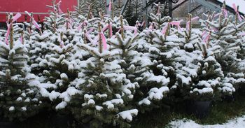 Tak lepiej nie przewoź choinki. Mandat będzie droższy niż drzewko