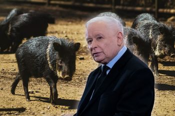 "Tak robiłem. I jakoś żyję". Kaczyński ma radę ws. dzików w mieście