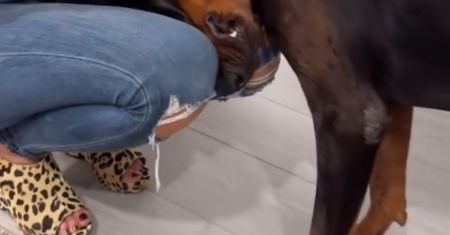 Pies kładzie głowę w ten sposób? Nigdy nie ignoruj