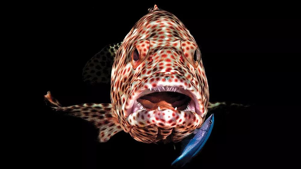 Niesamowity świat głębin - najlepsze zdjęcia podwodne według Scuba Diving Magazine 3