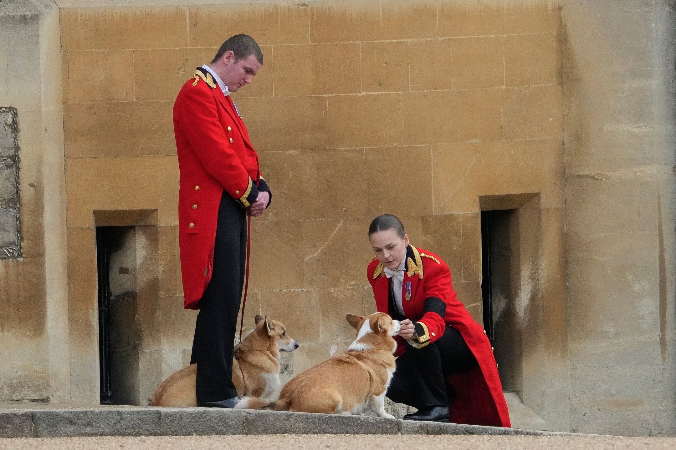 Corgi żegnają królową Elżbietę