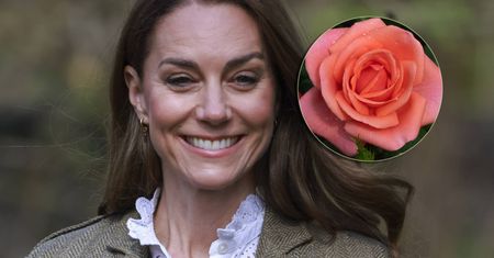 Róża na cześć księżnej Kate będzie wspierać chorych na raka. Znamy CENĘ