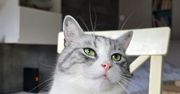 Kocia mowa twarzy, czyli co mówią kocie miny? 276 sposobów na wyrażenie emocji