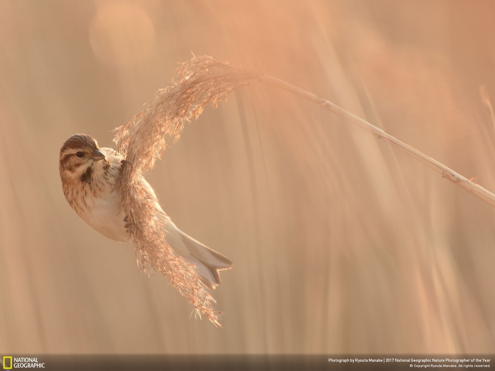 Poznaj najnowsze zgłoszone zdjęcia w konkursie Nat Geo Nature Photographer of the Year 2017 8