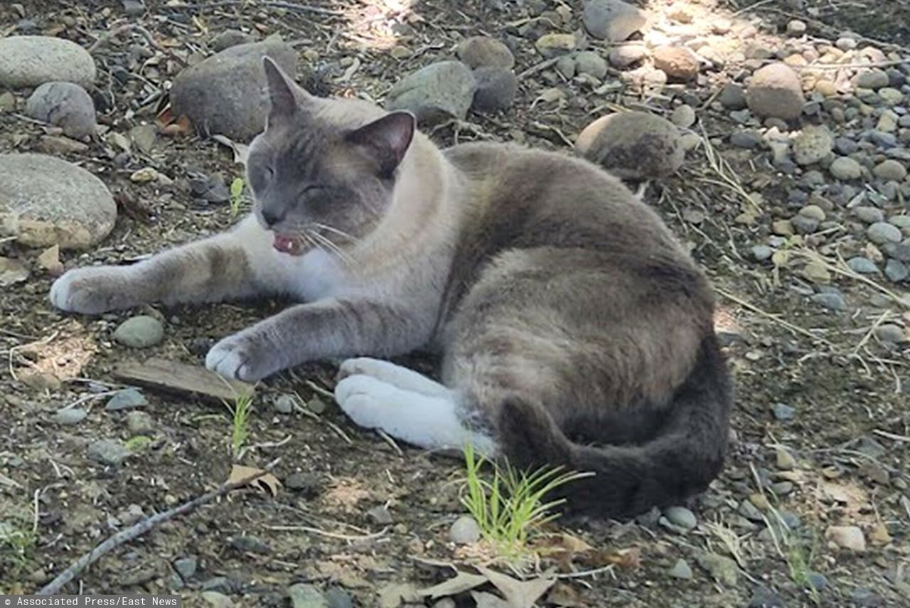 Incredible journey: Lost cat travels 1,450 km to reunite with owners