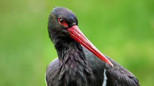 Bolewice: Królewicz wrócił do gniazda. Rusza sezon