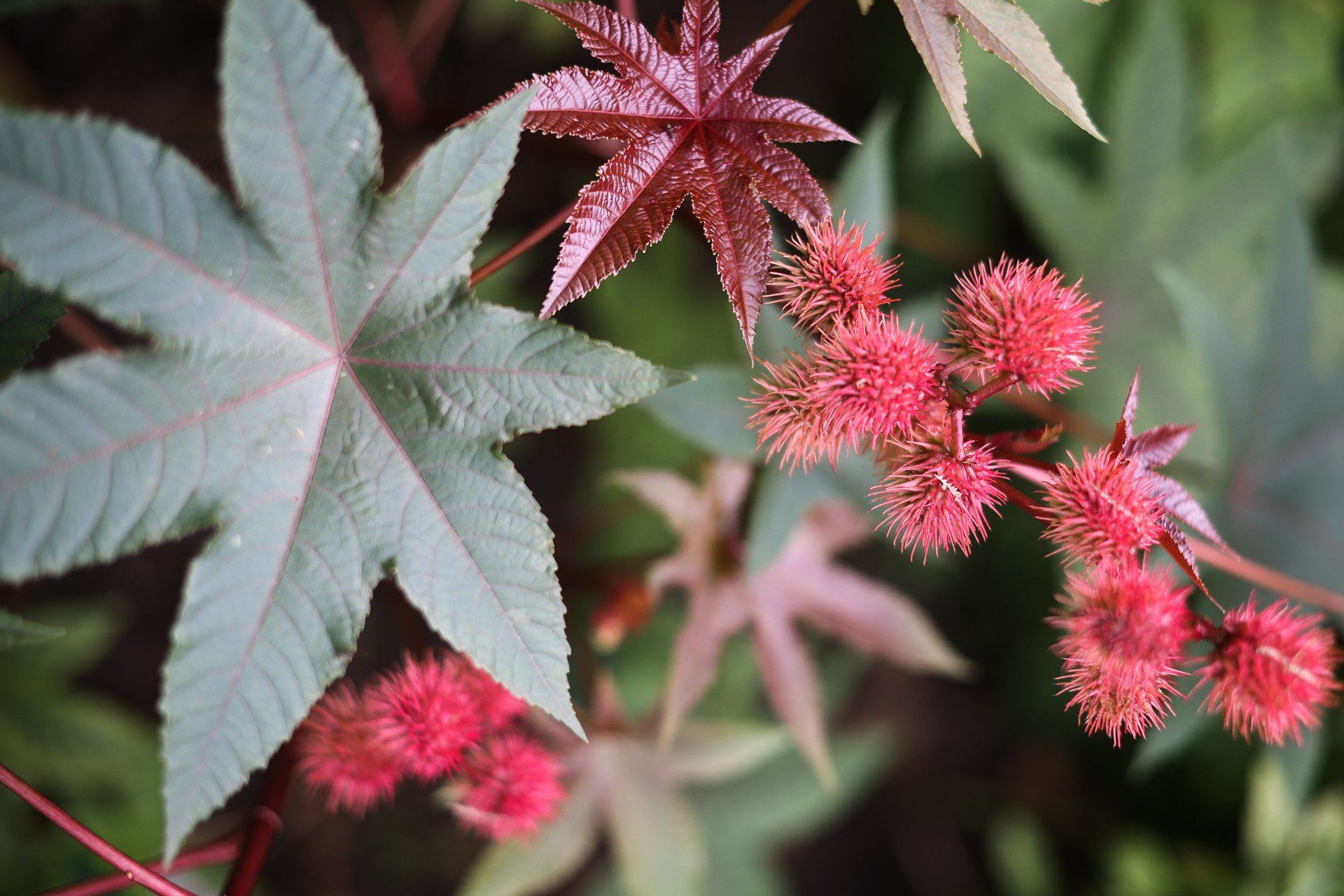 Rącznik pospolity (Ricinus communis) w Ogrodzie Botanicznym Uniwersytetu Jagiellońskiego w Krakowie