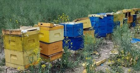 Zdemolowane ule. Śmierć milionów pszczół