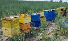 Zdemolowane ule. Śmierć milionów pszczół