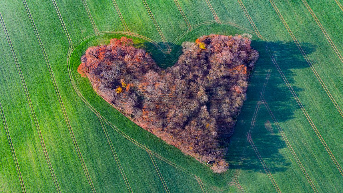 ”Miłosny lasek” koło Trzebnicy: Na zdjęciu widać serce 1