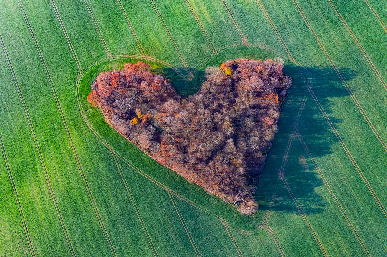 ”Miłosny lasek” koło Trzebnicy: Na zdjęciu widać serce