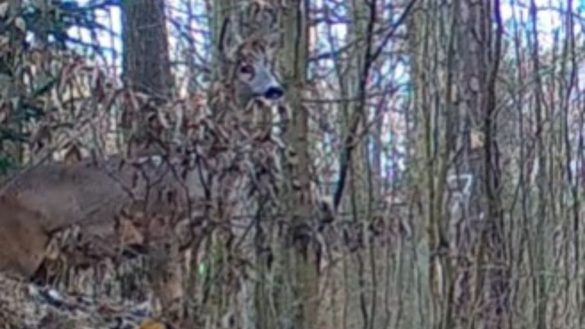 Wystarczyła minuta. Wideo z lasu niesie się w sieci