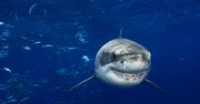 Tracą zęby. To wszystko przez rosnące zakwaszenie oceanów