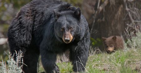 Tragedia w Parku Narodowym. Niedźwiedź zabił nastolatka