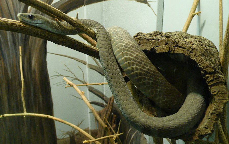 Powstała antytoksyna neutralizująca jad kilku niebezpiecznych gatunków węży