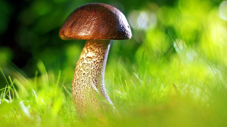 Grzyby. Mandat za grzybobranie