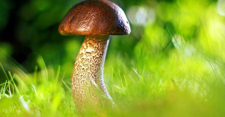 Grzyby. Uwaga na mandaty. Za co można zostać ukaranym w lesie?