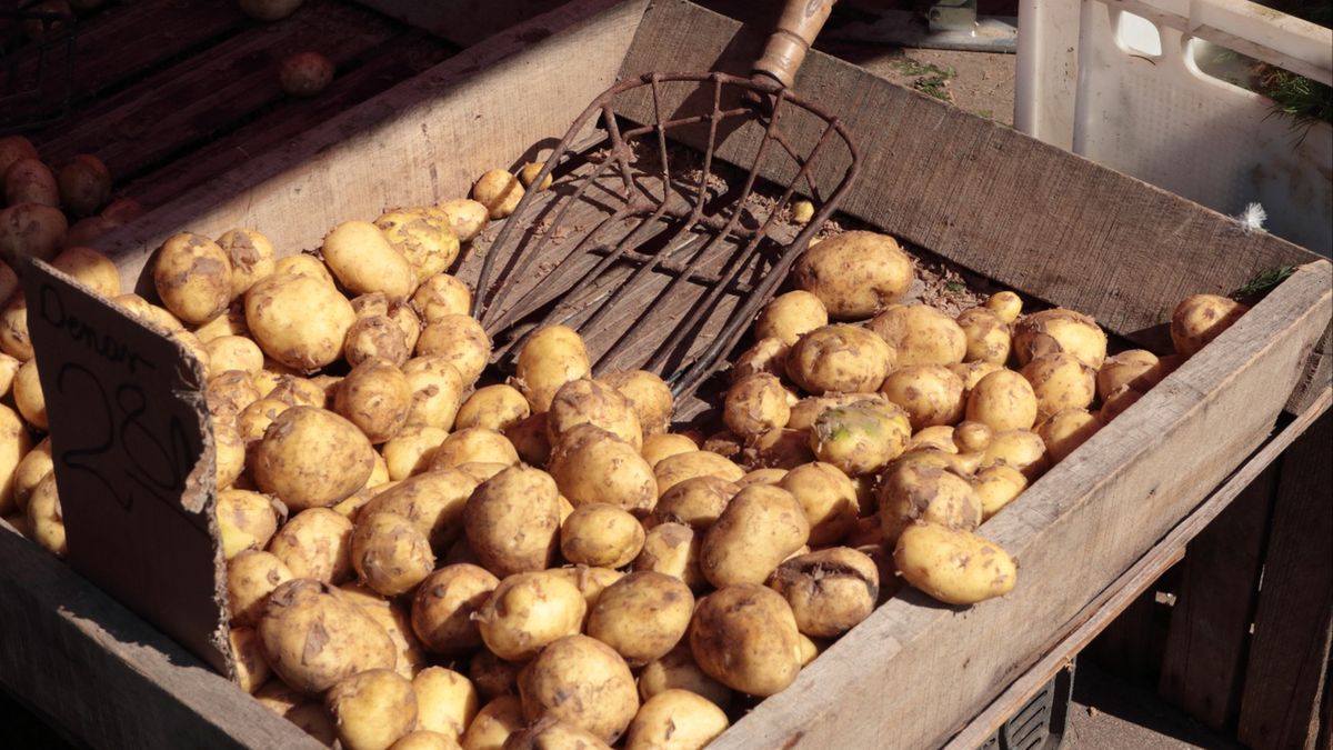 Trudna sytuacja na rynku ziemniaków. Ceny spadły