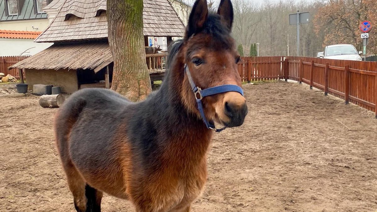 Muł Franciszek II trafi do żywej szopki na warszawskich Bielanach