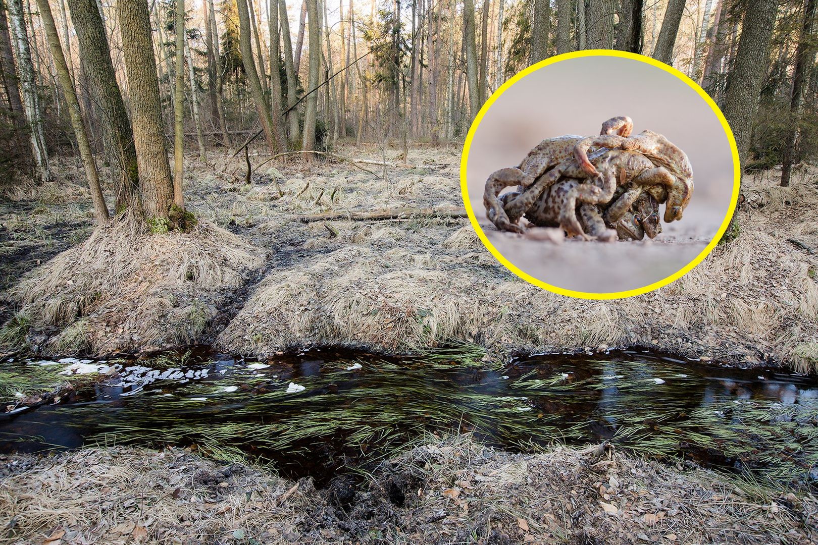 Właśnie się zaczęło. Nadleśnictwo pokazało zdjęcie