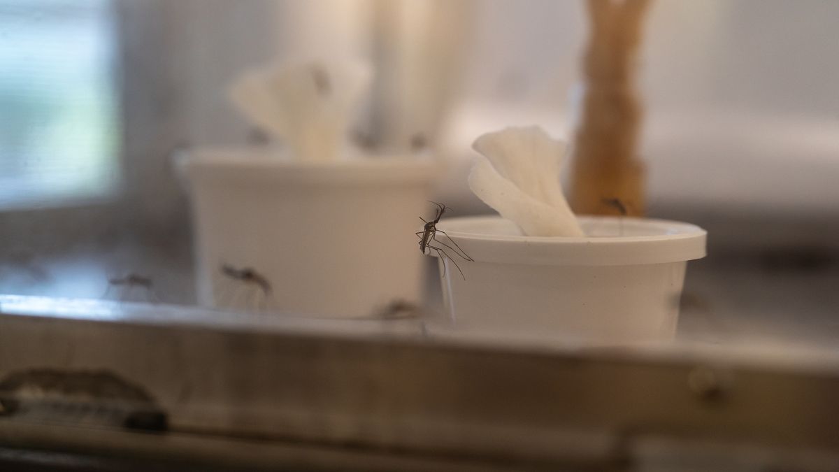 ST. AUGUSTINE, FL - MAY 01: A mosquito rests on the side of a cup inside the live mosquito rearing area at the Disease Vector Education Center in St. Augustine, Florida on May 1, 2025. (Photo by Michael Rakim for The Washington Post via Getty Images)