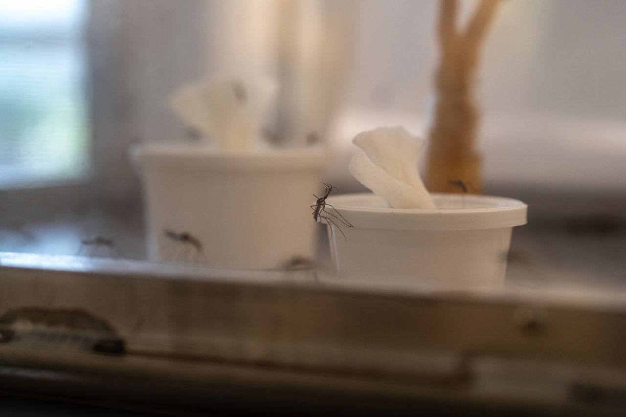 3000 nowych przypadków w tydzień. Wirus czikungunia rozprzestrzenia się w Chinach