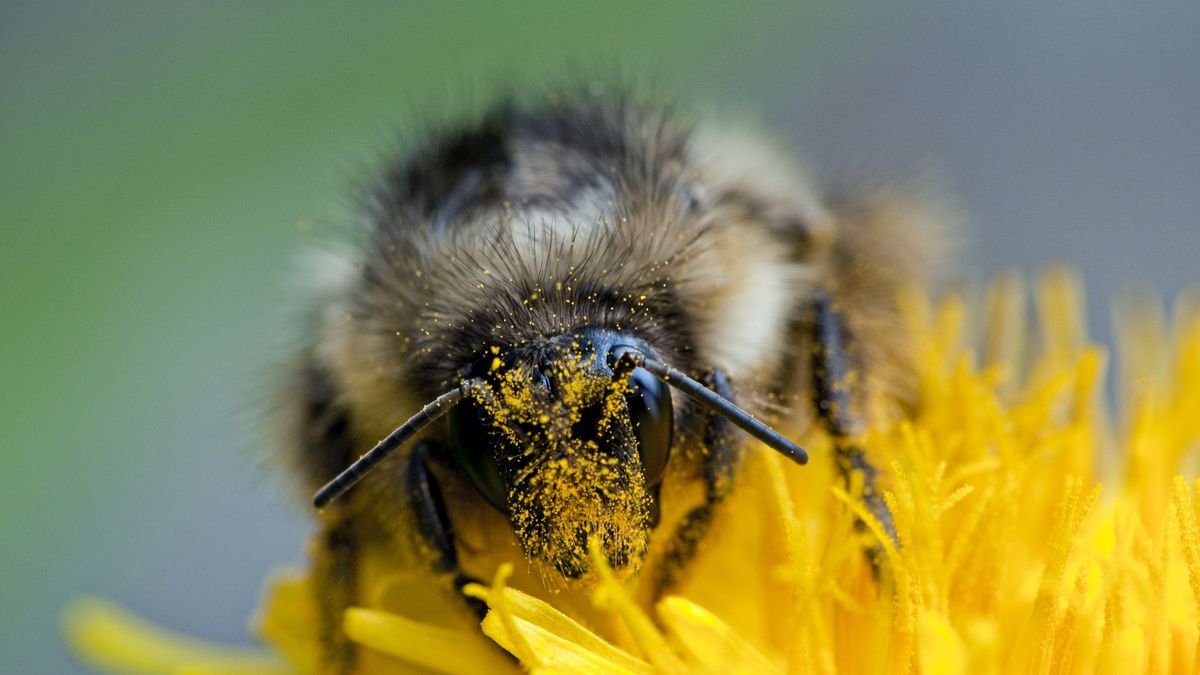 Krzyżówka o insektach