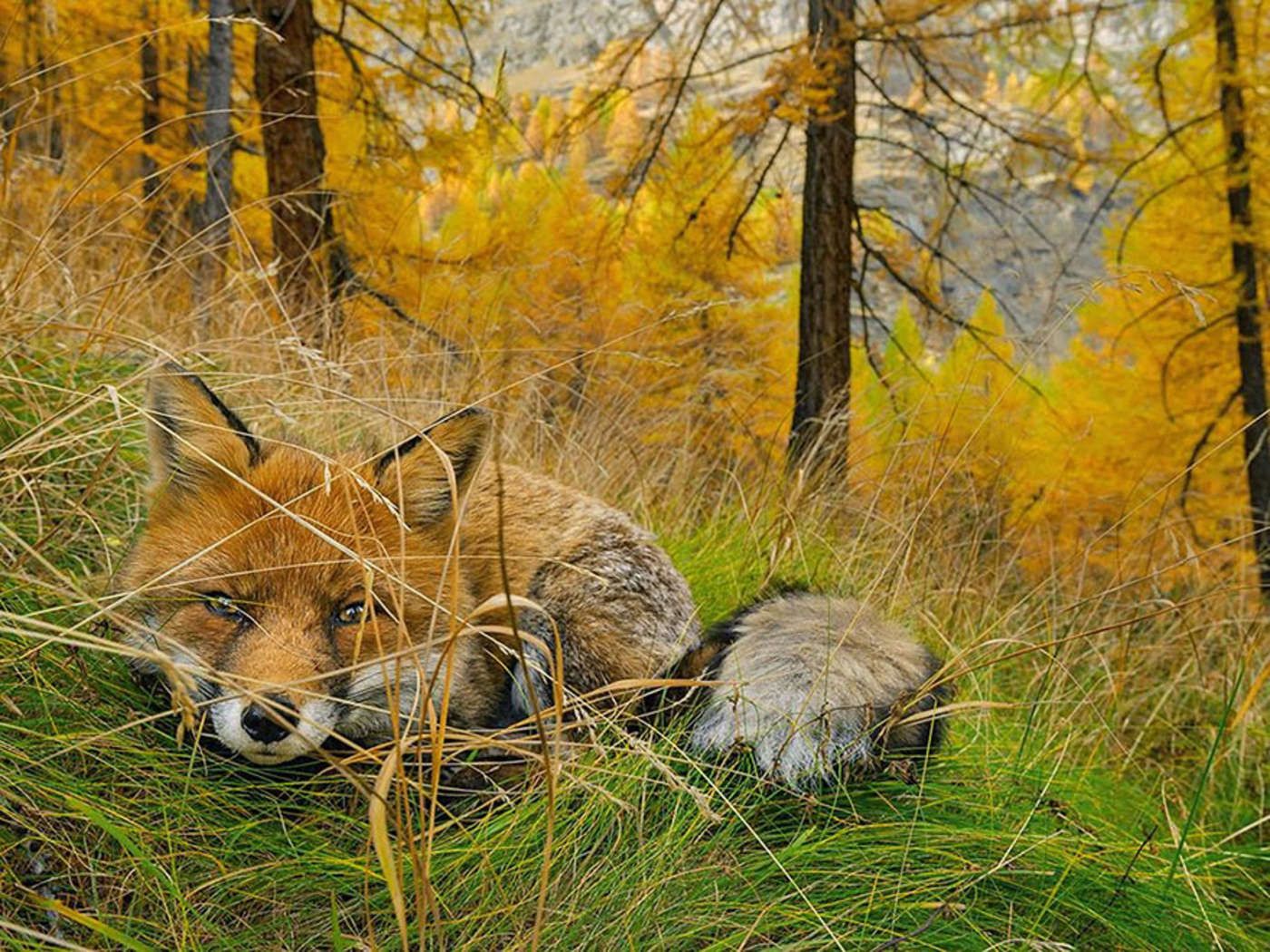 Zobacz najpopularniejsze zdjęcia National Geographic 2015 roku 2