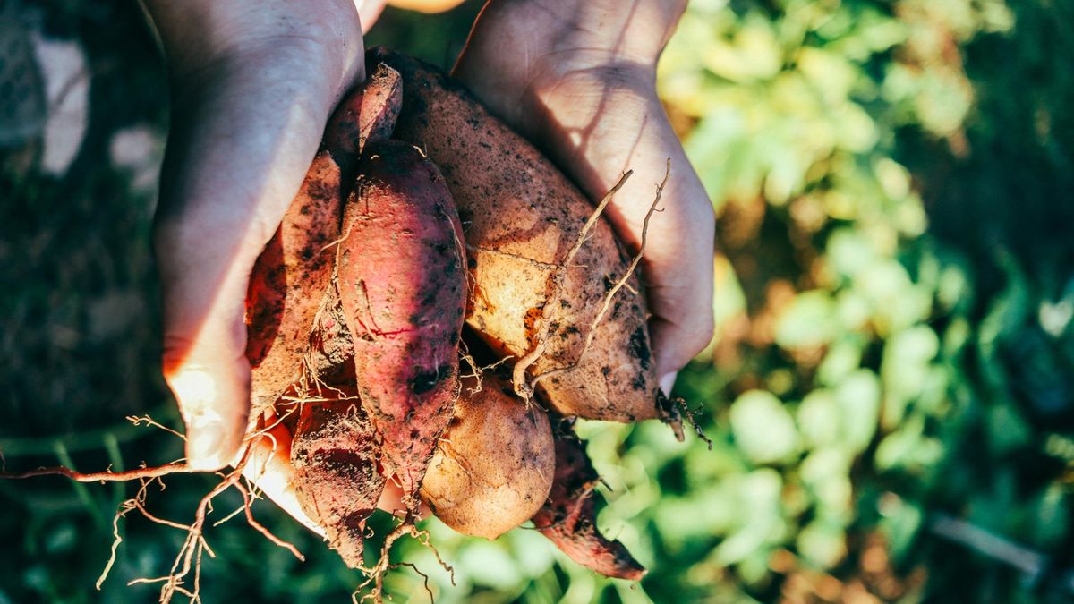 Warzywa korzeniowe mają wiele cennych właściwości