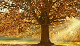 Śląskie. Pogoda na wtorek. Cieszmy się słońcem