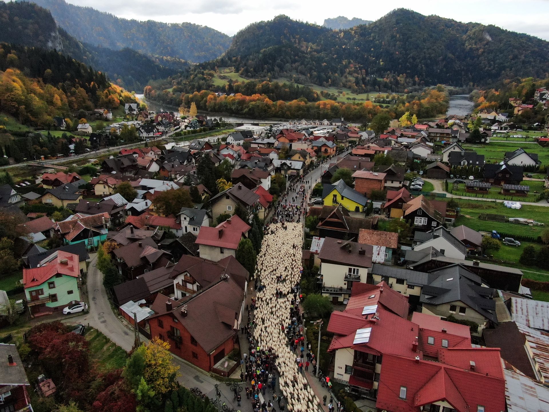 SZCZAWNICA, POLAND - OCTOBER 12: An aerial of sheep following their shepherds as they celebrate Redyk, marking the end of the sheep grazing season with locals in Szczawnica, Poland, on October 12, 2024. Every year in southern Poland, shepherds from the mountain region celebrate the end of the grazing season by descending from the mountains with their sheep, followed by folk celebrations in the villages. (Photo by Omar Marques/Anadolu via Getty Images)