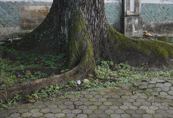 Tych drzew nie sadź przy domu. Kto nie posłuchał, dziś bardzo żałuje