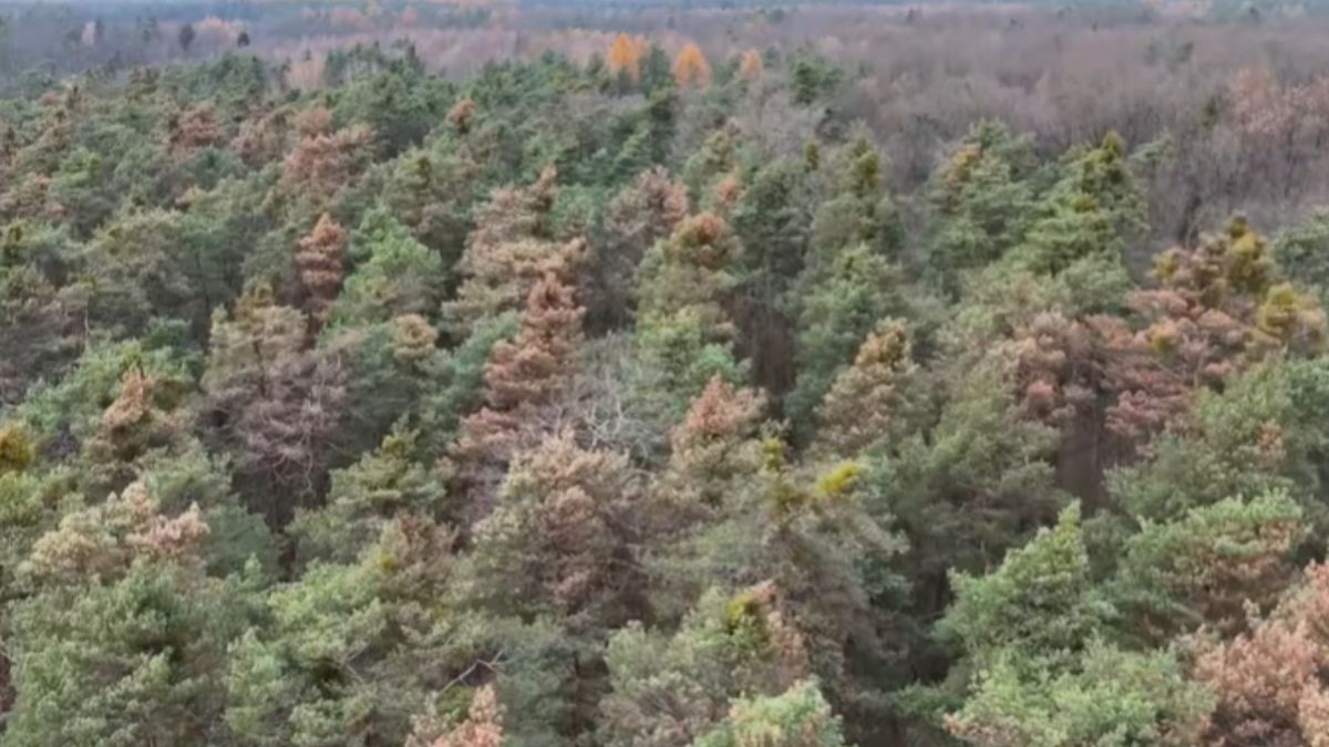 Widok z kamer nadleśnictwa
