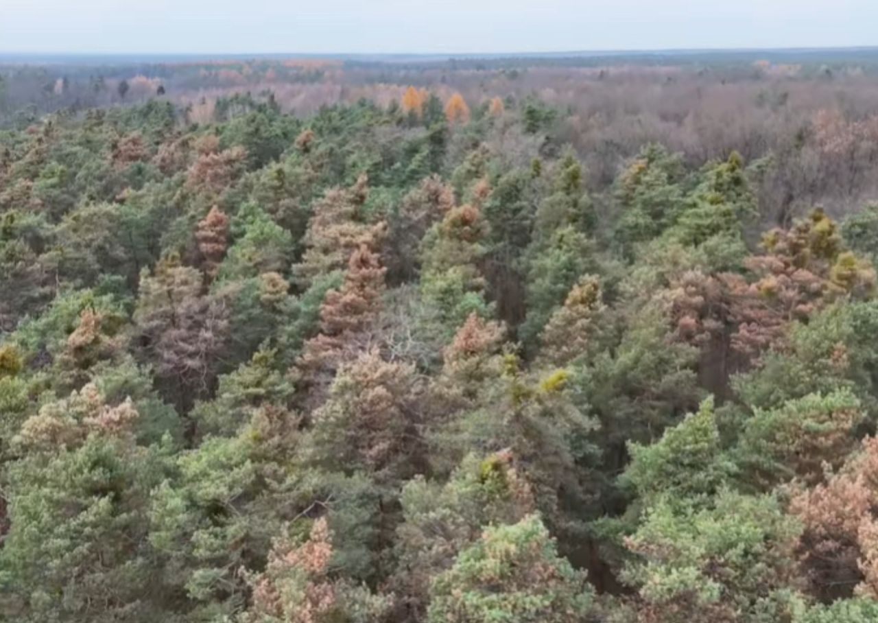 Coś złego dzieje się w ich lasach. Leśnicy opublikowali komunikat