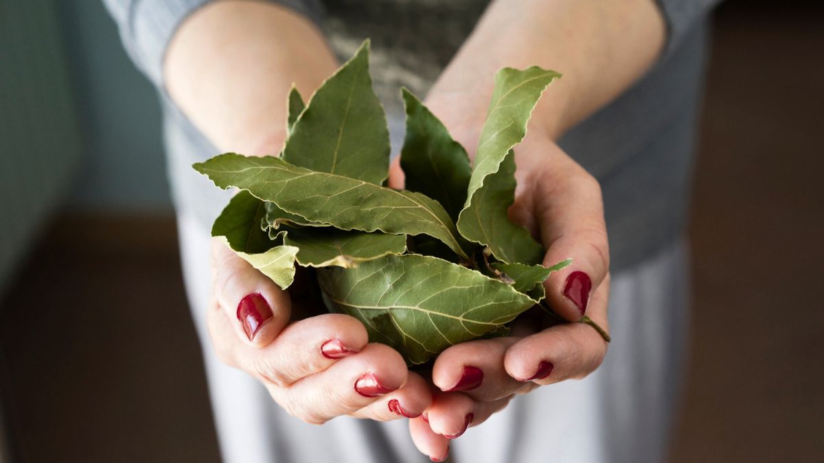 Kobieta trzyma w dłoniach liście laurowe